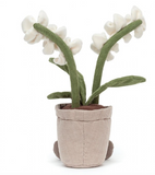 Amuseable Cream Orchid