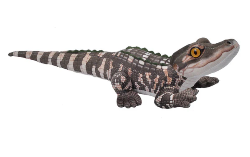 Living Mini Alligator Baby - Victoria's Toy Station