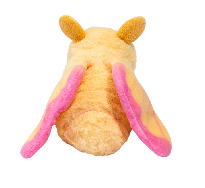 Rosy Maple Moth